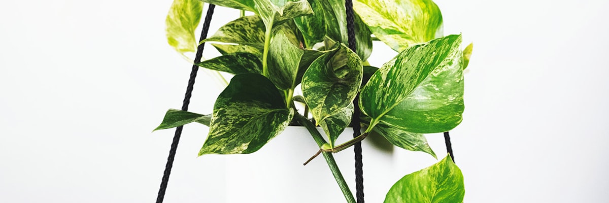 法国国家足球队比赛照片 - 蓝色球衣球员